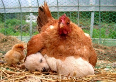 Животный мир - Заботливая мамочка.jpg