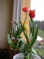 Весной на балконе у меня растут тюльпаны