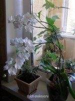 Недавно отцвела белая орхидея (фаленопсис). Радовала всех 4 месяца. Неприхотливый и очень благодарный цветочек.